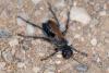 Prionyx subfuscatus